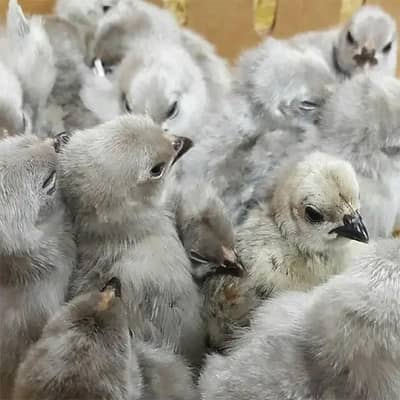 Healthy and active Benton chicks pair