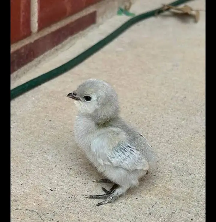 Healthy and active Benton chicks pair — photo 2
