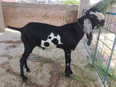 supreme quality beetal breeder for sale