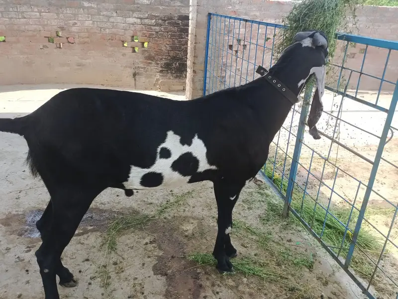 supreme quality beetal breeder for sale — photo 2