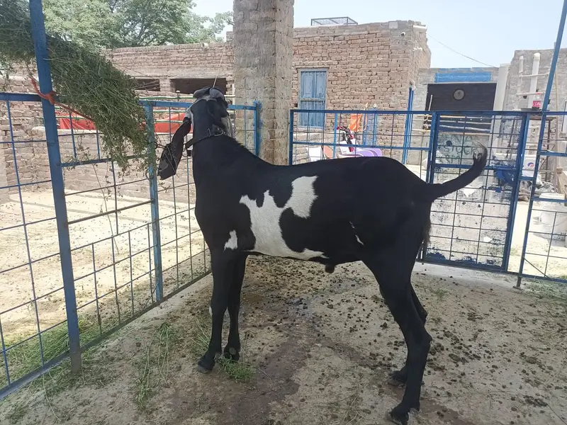 supreme quality beetal breeder for sale — photo 3