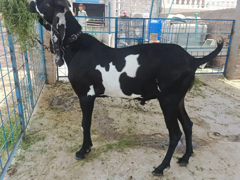 supreme quality beetal breeder for sale — photo 4