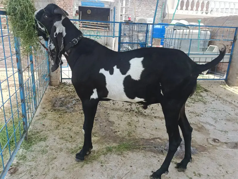 supreme quality beetal breeder for sale — photo 5