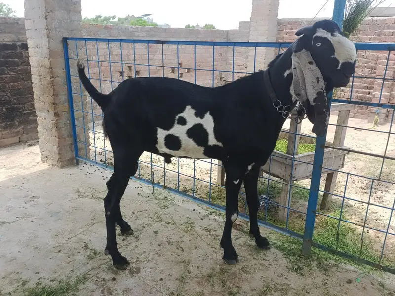 supreme quality beetal breeder for sale — photo 6