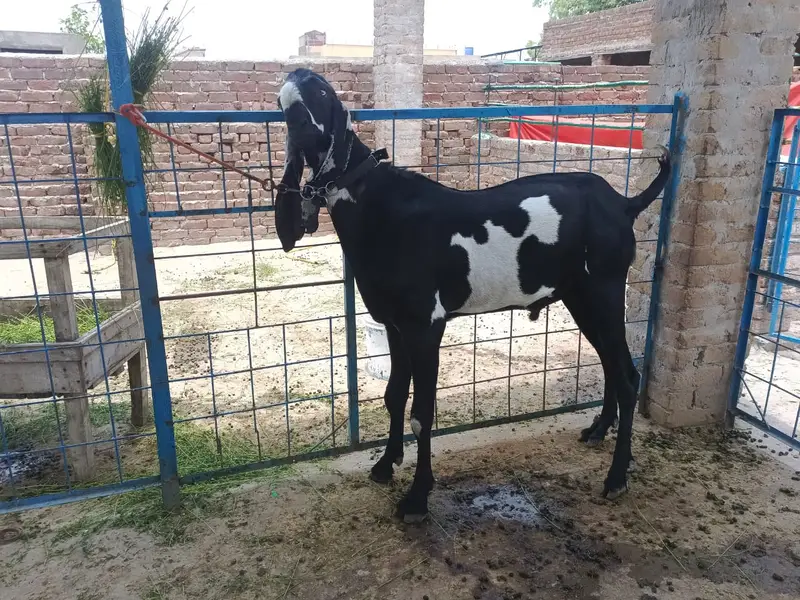 supreme quality beetal breeder for sale — photo 7