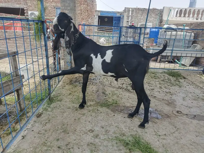 supreme quality beetal breeder for sale — photo 8
