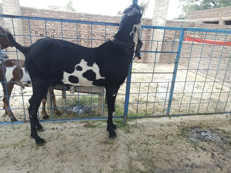 supreme quality beetal breeder for sale — photo 9