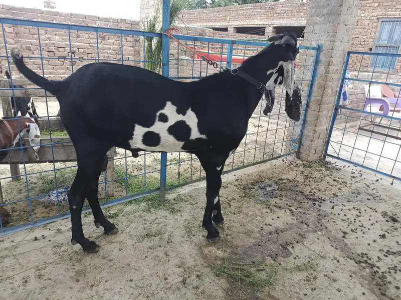 supreme quality beetal breeder for sale — photo 10