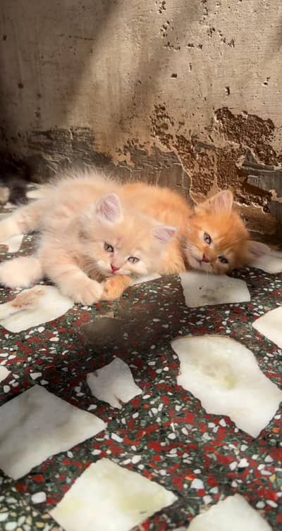 beautiful cat babys for sale