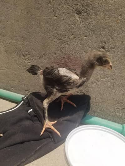 pure aseel panus pakoye chicks