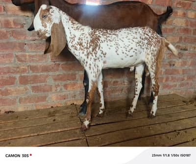 desi bachy for sell
