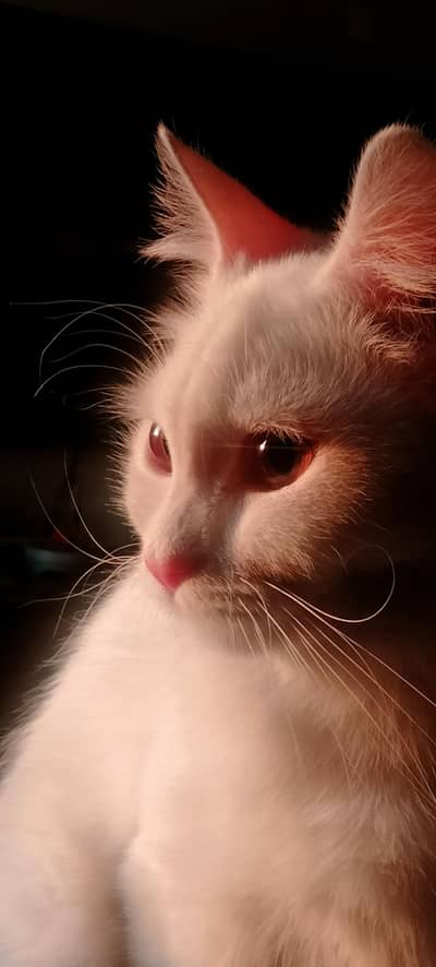 Persian Cat
