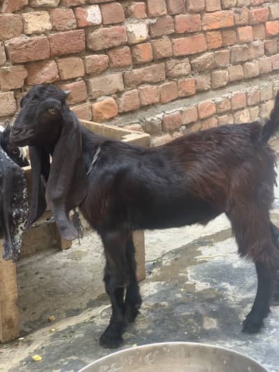 desi bakra | baby goat | desi kid | goat kid| bakra beetal bakra