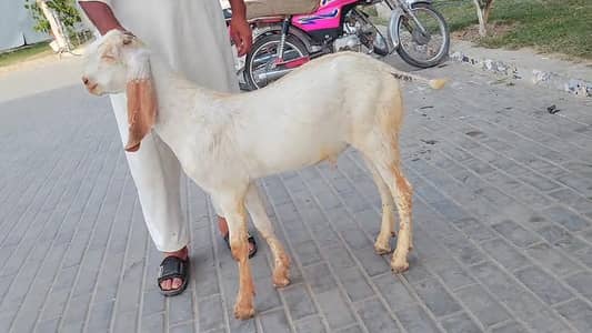 Desi Bakra Urgent For Sale call _03102718718