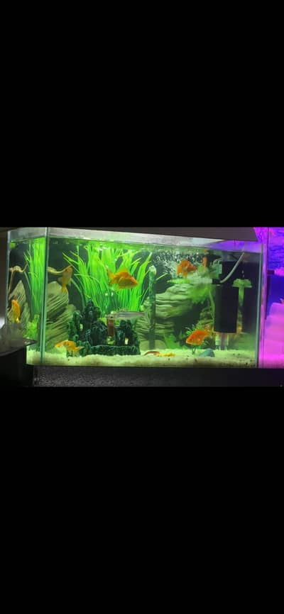 GOLD FISH for Sale