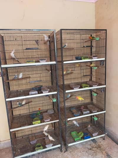 Birds cage