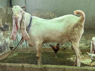 gulabi Bakra bakri ka complete setup