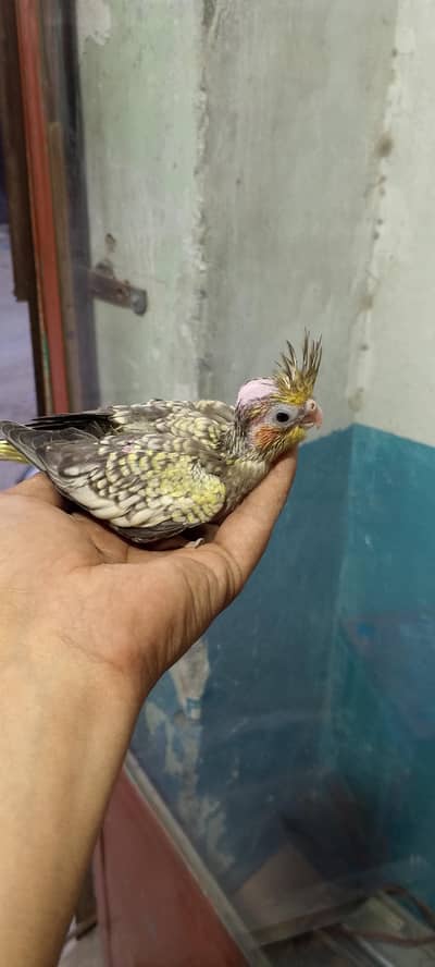 2500rs my 2 cocktail chicks for sale best age for hand tamed