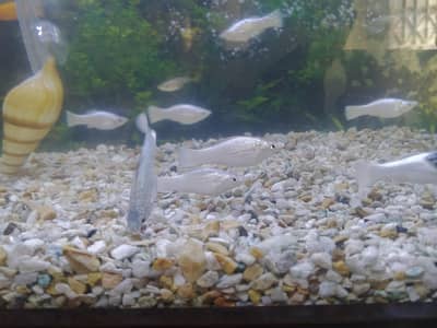 Molly Fish 