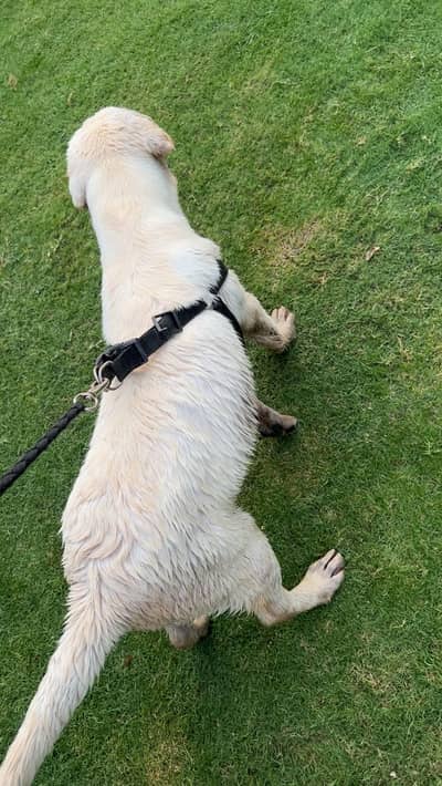 Labrador puppies for sale