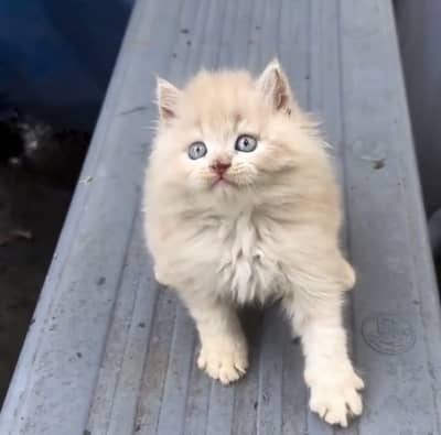 Quality Persian Punchface cat & kitten. moreWhatsApp 03314426573