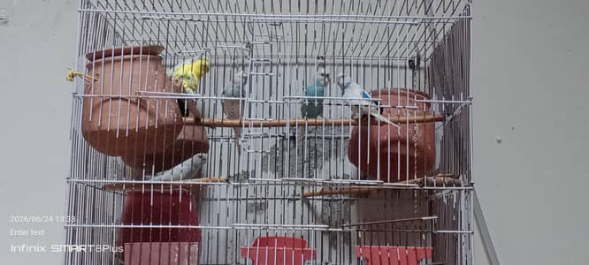 Argent sell budgie breeder pairs