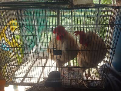 Healthy Misri Hen Pair – Daily Egg Layers/ murgian / Misri Murgiyan