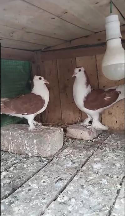 Lal sherazi breeder pair