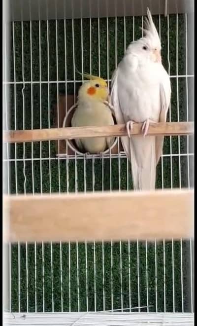 Cocktail Breeder Pair