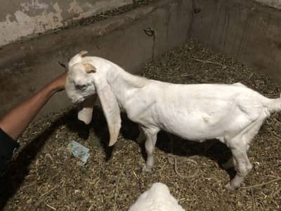 Gulabi male 6 month old