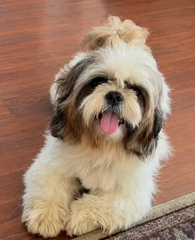 Shih Tzu / Shitzu Highly pedigreed champion