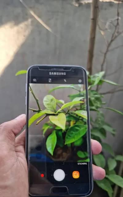 Samsung Mobile S7