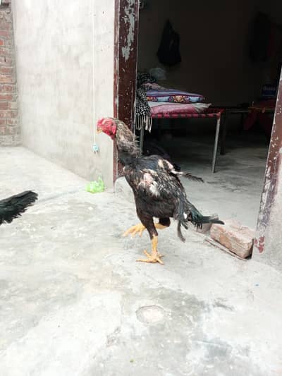 Pure Aseel Shamo white and parrot beak corss