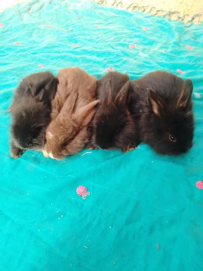 English angora and California rabbit