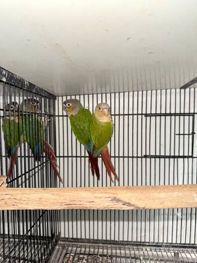 Breeder Pair | yellow sided Male & Pineapple Female