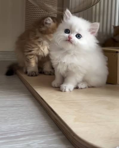 Quality Persian Punchface cat & kitten. moreWhatsApp 03314426573