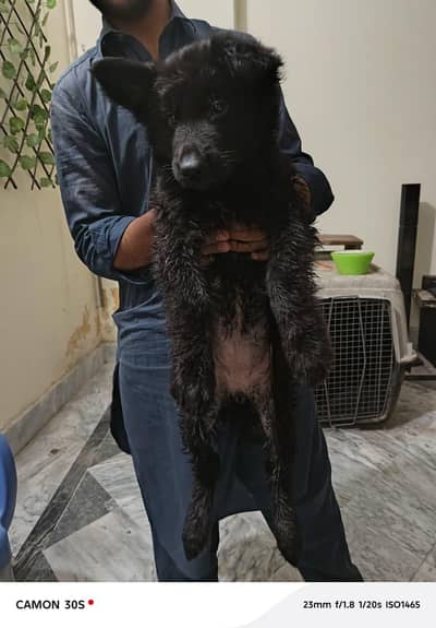 Black german shepherd