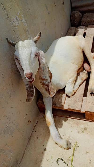 beautiful and healthy Goat pair