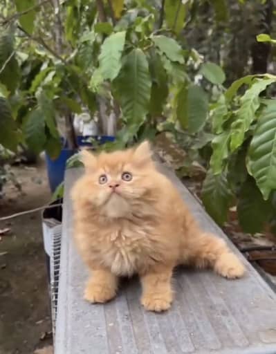 Quality Persian Punchface cat & kitten. moreWhatsApp 03314426573