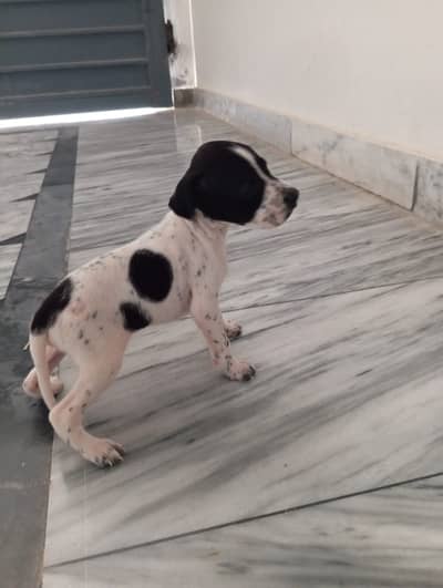 pointer puppy  | English pointer | Pointer male puppy for sale