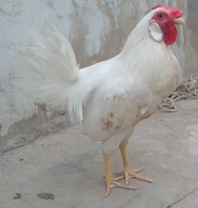 Murga Murga Murga Murgi