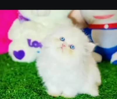 (Persian female kitten) (for sale all) (Pakistan delivery available)