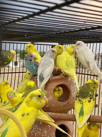 Yellow Budgies available for sale