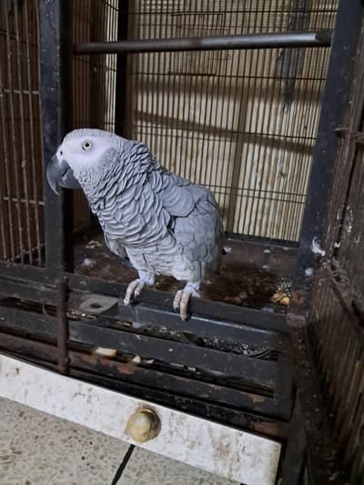 YOUNG GRAY PARROT