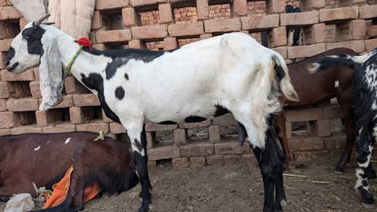 Dodh wali bakri