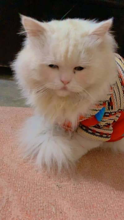 Persian kitten/ Tripple coated | white Male cat | Odd Eyes |