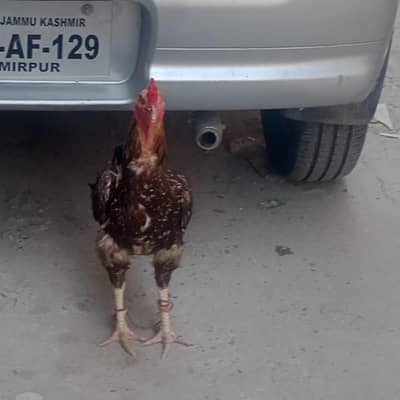اصیل مرغی