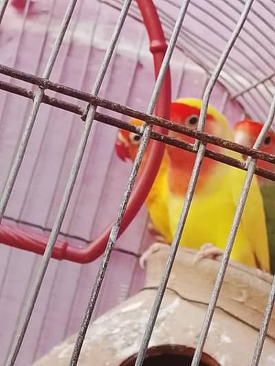 last love bird Jo konay main hay red chonch wala