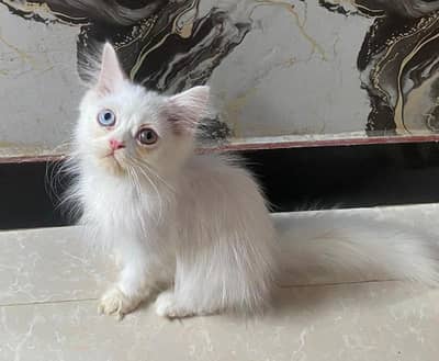 Persian punch face kittan