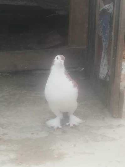 Lahori Sherazi German Blood Line jumbo size Breeder pair for sale